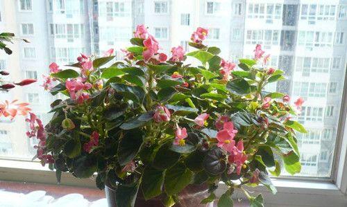 冬天屋里适合养的花种类（打造温馨的冬日花园）