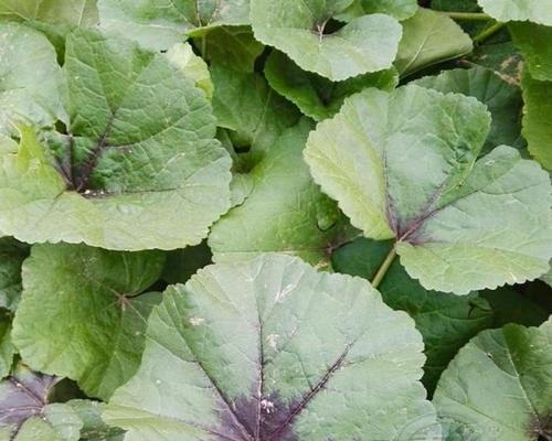 冬苋菜种植方法与技巧（了解最佳种植时间和注意事项）