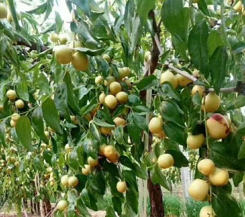 冬枣成熟期和上市季节解析