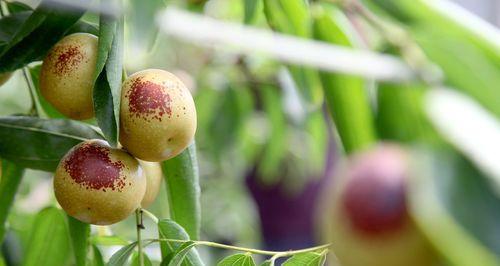 冬枣成熟期和上市季节解析