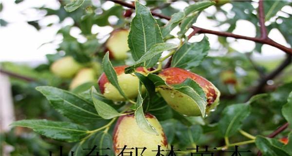 选择适合种植的冬枣树苗品种（如何选择冬枣树苗）