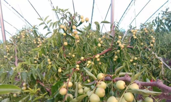 冬枣种植条件适合的地方（种植位置选择与土壤环境要求）