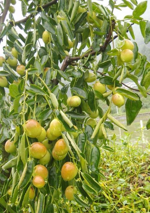 冬枣种植条件适合的地方（种植位置选择与土壤环境要求）
