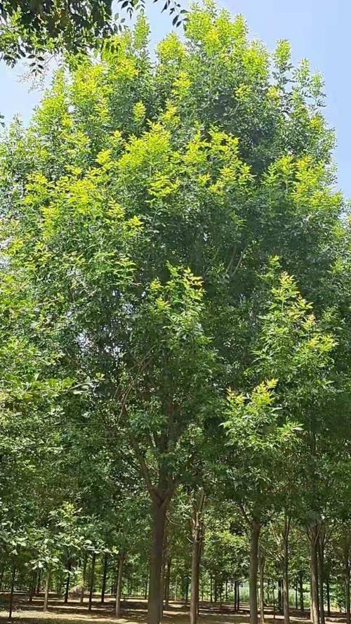 栋树——一种奇特的树种（了解栋树的习性）