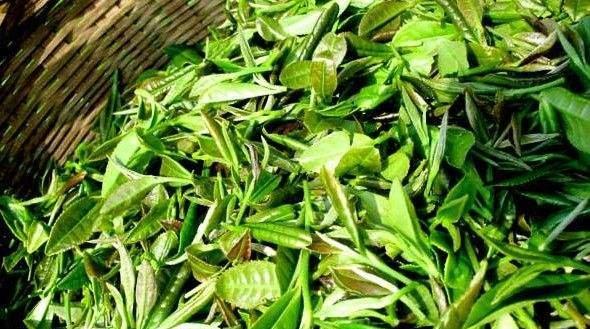 都匀毛尖的醇香美味（享受清新的茶香）