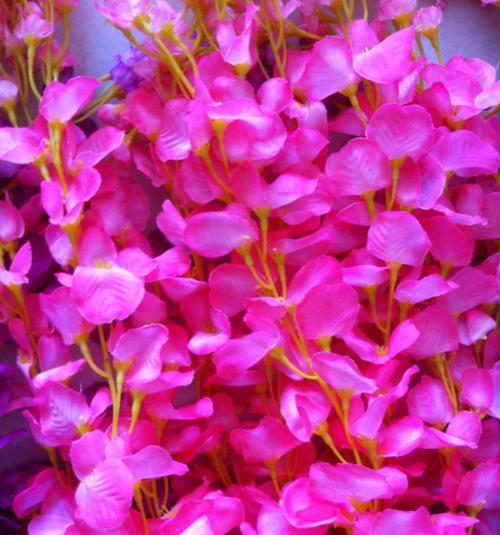 豆瓣绿会开花，迎来春天的到来（探秘豆瓣绿会中的主角——开花的奥秘）