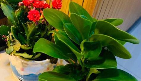 豆瓣绿长太高了，如何应对（解决豆瓣绿长问题）