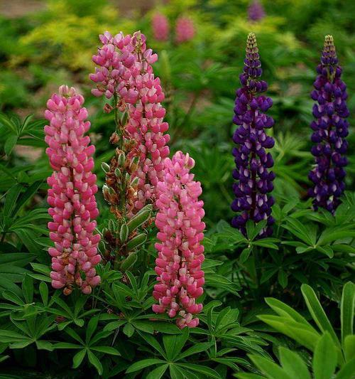 豆饼水的妙用——浇花（为你的花园带来生机）