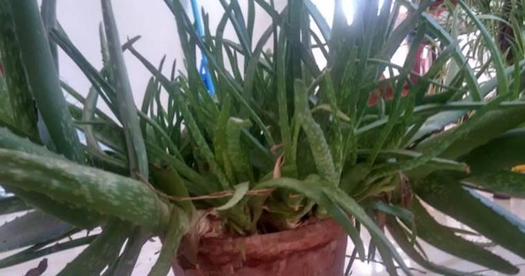 豆饼水的妙用——浇花（为你的花园带来生机）