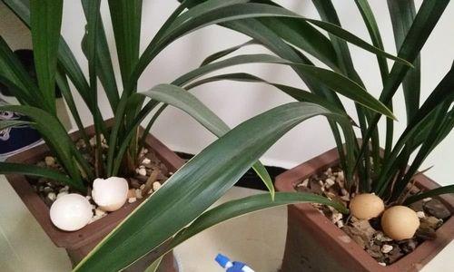 豆腐渣能否作为肥料使用（探究豆腐渣作为肥料的利弊及使用方法）