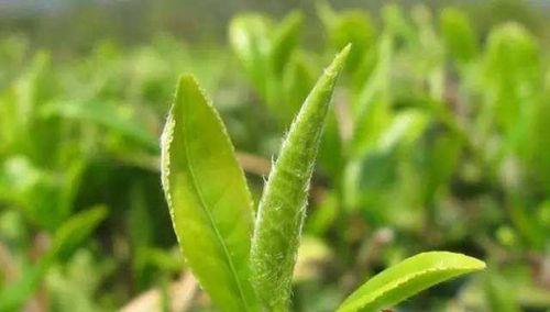 豆浆茶，是什么茶（探秘豆浆茶的制作与营养价值）