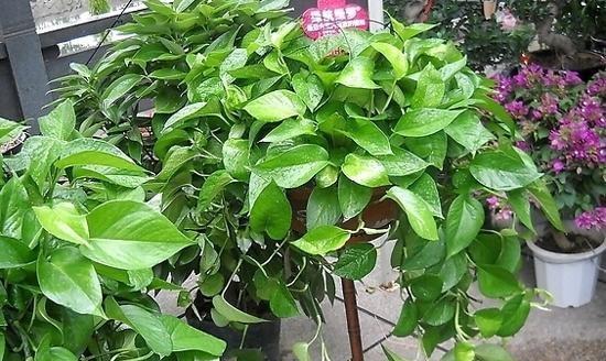 豆浆的神奇用途（浇绿萝竟是小菜一碟）