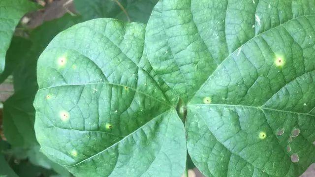 豆角病虫害防治技术与方法措施（保护豆角健康成长）