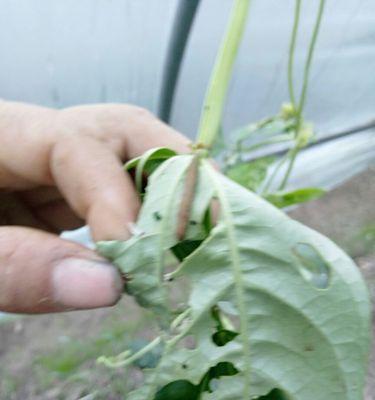 豆角的药用价值及配方（探究豆角的药用特性及治疗方法）
