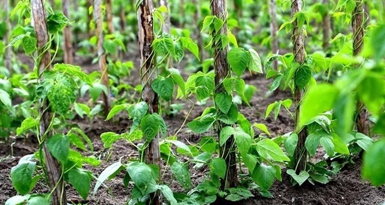 豆角生长周期及关键环节（探究豆角生长周期与育种技术的关系）