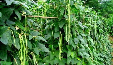 无架豆角的种植方法与时间（轻松掌握无架豆角的种植技巧）