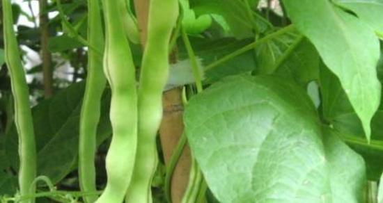 豆角浇水技巧解析（科学浇水助力豆角生长）