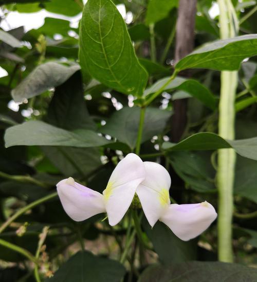 豆角开花结果的时间及方法（豆角生长周期和花期如何影响开花结果）