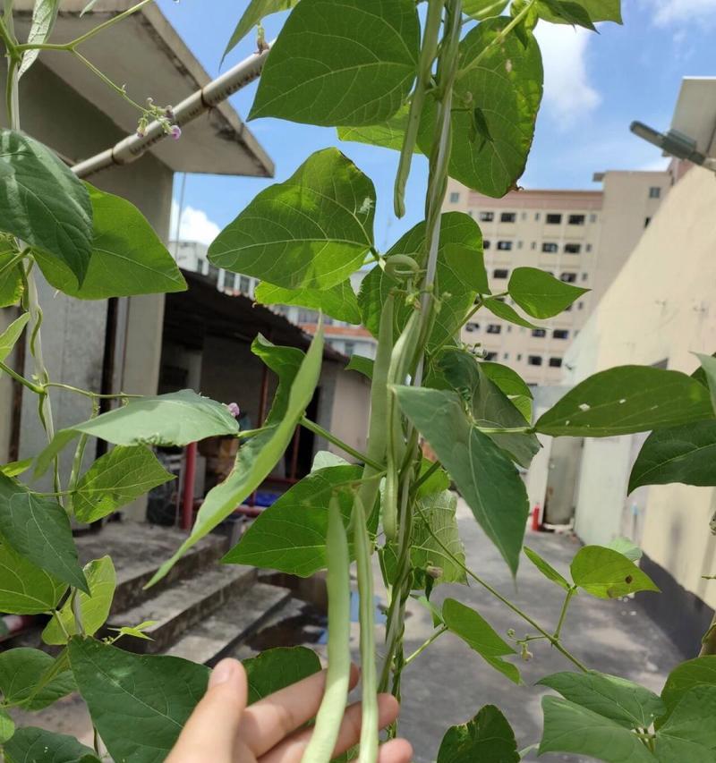 豆角开花结果的时间及方法（豆角生长周期和花期如何影响开花结果）