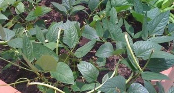 豆角花期管理要点（让豆角开得漂漂亮亮）