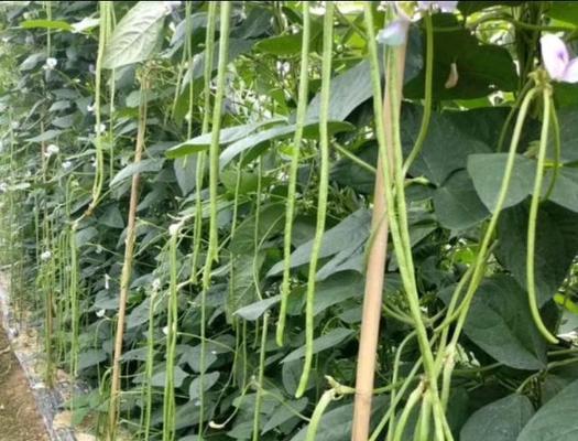 豆角花期管理要点（让豆角开得漂漂亮亮）
