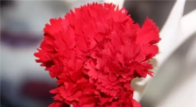 红色康乃馨的花语是什么？代表了哪些情感？