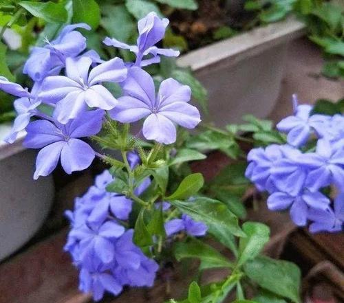 蓝雪花怎么养？养殖过程中需要注意什么？