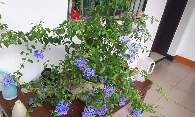 蓝雪花冬天掉叶子正常吗？如何防止蓝雪花冬季落叶？