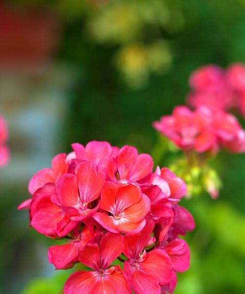 红色天竺葵代表什么？花语有哪些含义？