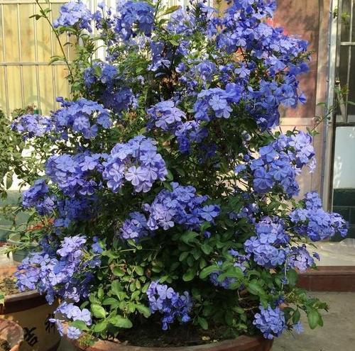 蓝雪花花期持续多久？花期具体是什么时候？