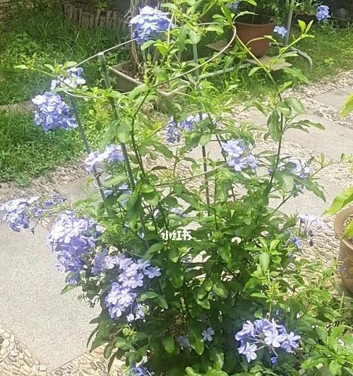 蓝雪花花期持续多久？花期具体是什么时候？