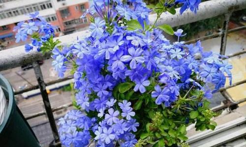 蓝雪花花谢后如何处理？花谢后养护方法有哪些？