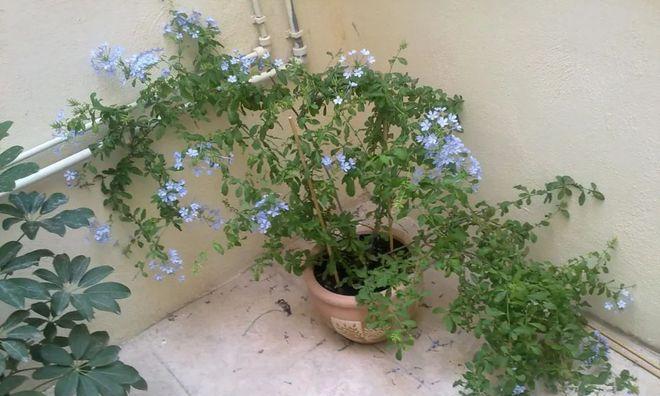 蓝雪花花谢后如何处理？花谢后养护方法有哪些？