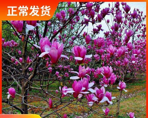 红玉兰的寓意和象征风水是什么？如何在家居风水中应用？
