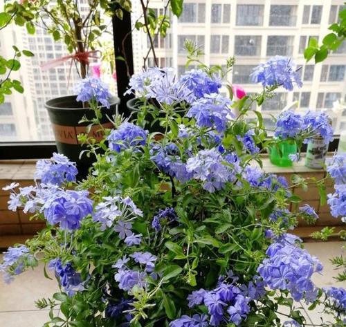 蓝雪花换盆后多久浇水一次？换盆后浇水的正确时机是什么？
