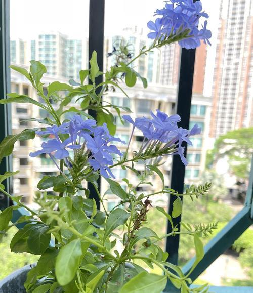 蓝雪花开花后修剪技巧是什么？开完花后剪枝方法有哪些？