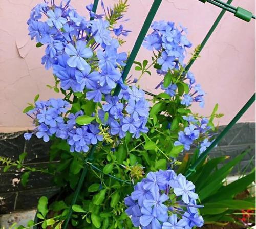 蓝雪花老桩怎么养？养殖与养护中常见的问题有哪些？
