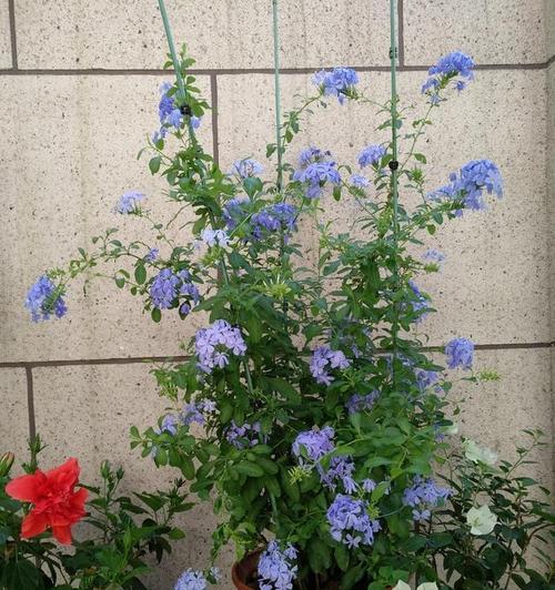 蓝雪花能在室内养吗？室内养殖蓝雪花的注意事项是什么？