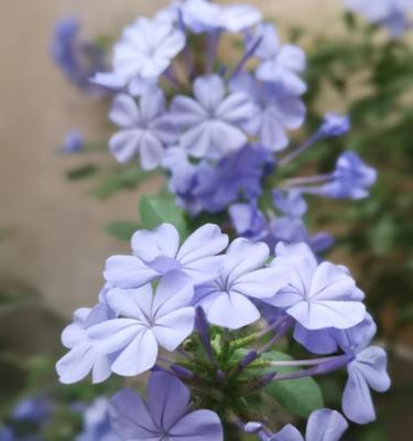 蓝雪花冬季抗寒技巧？如何防止蓝雪花冻伤？