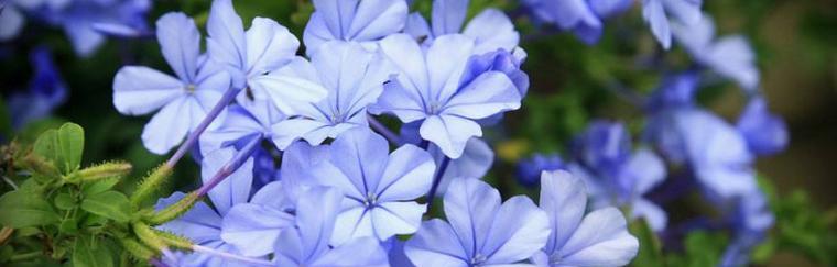 蓝雪花冬季抗寒技巧？如何防止蓝雪花冻伤？