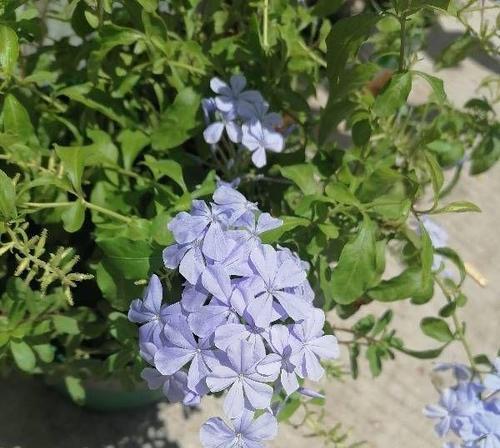 蓝雪花是否耐晒？如何正确养护避免阳光伤害？