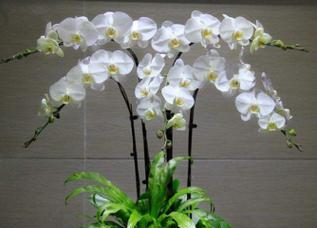 蝴蝶兰的花语寓意是什么？如何正确解读蝴蝶兰的含义？