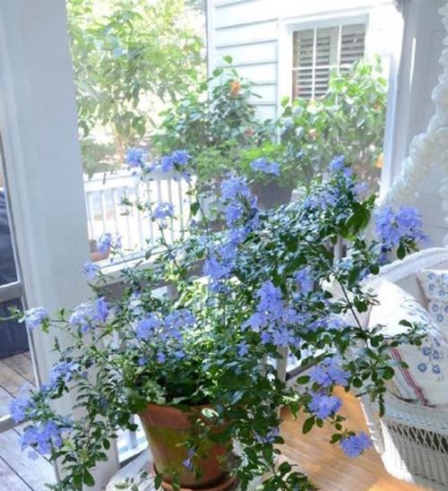 蓝雪花配土方法是什么？种植土壤有何讲究？