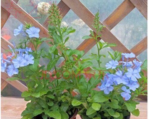 蓝雪花最佳种植时间是什么时候？种植后如何护理？