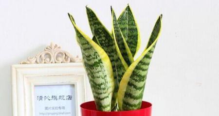 虎皮兰花语象征与寓意是什么？如何正确理解虎皮兰的花语？