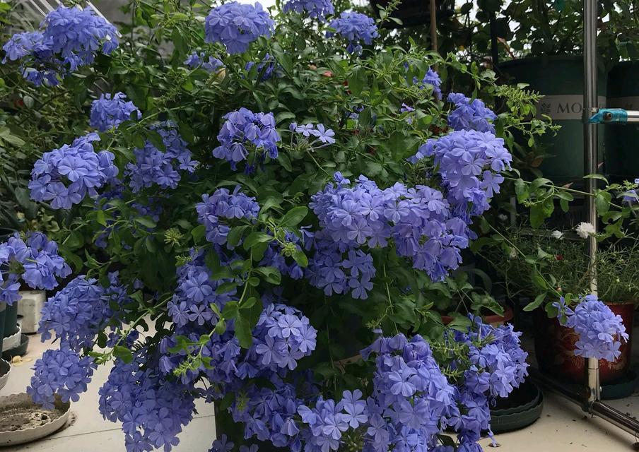 蓝雪花是爬藤植物吗？如何正确养护蓝雪花？