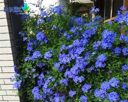 蓝雪花是藤本还是灌木？如何区分蓝雪花的生长类型？
