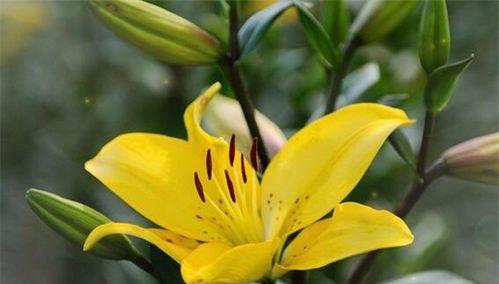 黄百合花代表什么意思？黄百合花语有哪些含义？
