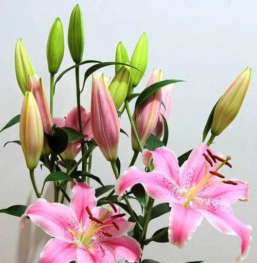 黄百合花的花语是什么？它的寓意有哪些常见问题？