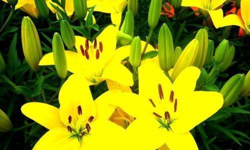 黄百合花的花语是什么？它的寓意有哪些常见问题？